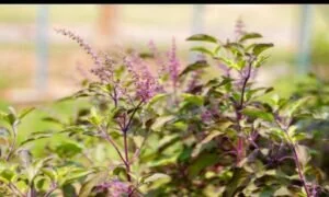Astro Remedies: तुलसी की सूखी पत्तियां खोलेंगी बंद किस्मत, जानिए इनके चमत्कारिक उपाय